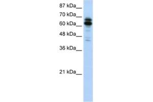 Western Blotting (WB) image for anti-Synaptotagmin Binding, Cytoplasmic RNA Interacting Protein (SYNCRIP) antibody (ABIN2462208)