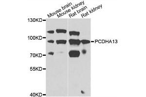 Western blot analysis of extracts of various cell lines, using PCDHA13 antibody. (PCDHa13 anticorps)