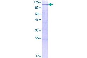 Image no. 1 for POU Domain, Class 2, Transcription Factor 1 (POU2F1) (AA 1-743) protein (GST tag) (ABIN1315780)