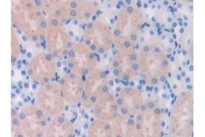 Detection of UCHL4 in Mouse Kidney Tissue using Polyclonal Antibody to Ubiquitin Carboxyl Terminal Hydrolase L4 (UCHL4) (UCHL4 anticorps  (AA 2-233))