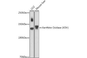 Western blot analysis of extracts of various cell lines, using Xanthine Oxidase (XDH) antibody (ABIN6130807, ABIN6150286, ABIN6150287 and ABIN6216896) at 1:1000 dilution. (XDH anticorps  (AA 1-280))