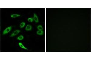 Immunofluorescence (IF) image for anti-Taste Receptor, Type 2, Member 3 (TAS2R3) (AA 140-189) antibody (ABIN2891096) (TAS2R3 anticorps  (AA 140-189))