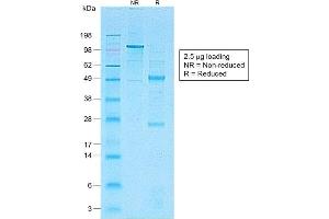 SDS-PAGE Analysis of Purified CD1a-Monospecific RecombinantRabbit Monoclonal Antibody (C1A/1506R). (Recombinant CD1a anticorps)