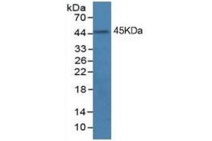 Mouse Capture antibody from the kit in WB with Positive Control: A431 cell lysate. (IDO Kit ELISA)