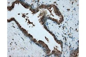 Immunohistochemical staining of paraffin-embedded pancreas tissue using anti-RDH11 mouse monoclonal antibody. (RDH11 anticorps)