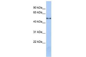 WB Suggested Anti-NOVA1 Antibody Titration:  0. (NOVA1 anticorps  (Middle Region))