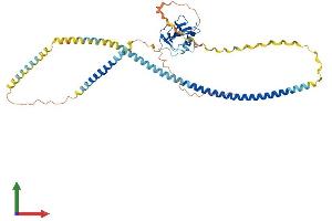 AlphaFold protein structure predicition of Human Recombinant MSR1 Protein, UniprotID P21757