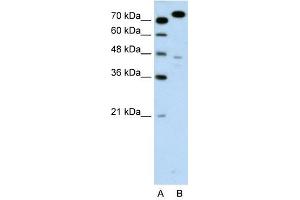 MCM3 antibody used at 0.