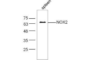 Mouse spleen lysates probed with NOX2/gp91phox Polyclonal Antibody, unconjugated  at 1:300 overnight at 4°C followed by a conjugated secondary antibody at 1:10000 for 60 minutes at 37°C. (CYBB anticorps  (AA 501-570))