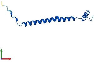 AlphaFold protein structure predicition of Human Recombinant COX6C Protein, UniprotID P09669