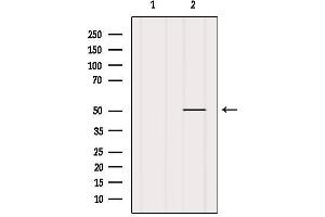 Western blot analysis of extracts from MCF7, using CHRNA10 Antibody. (CHRNA10 anticorps  (C-Term))
