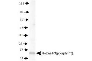 Western Blot of Rabbit Anti-Histone H3 [p Thr6] Antibody.