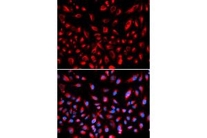 Immunofluorescence (IF) image for anti-Claudin 11 (CLDN11) antibody (ABIN1871890) (Claudin 11 anticorps)