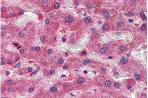 ABIN185468 (3. (CREB3L1 anticorps  (C-Term))