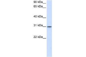 Neuroplastin antibody used at 1 ug/ml to detect target protein.