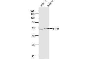 Lane 1: ASPC-1 lysates Lane 2: PANC-1 lysates probed with ZFP14 Polyclonal Antibody, Unconjugated  at 1:300 dilution and 4˚C overnight incubation. (ZFP14 anticorps  (AA 121-220))