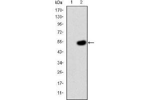 Western blot analysis using CRK mAb against HEK293 (1) and CRK(AA: 1-204)-hIgGFc transfected HEK293 (2) cell lysate. (Crk anticorps)