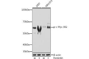 Western blot analysis of extracts of various cell lines, using Phospho-c-Myc-S62 Rabbit mAb (ABIN7268713) at 1:1000 dilution. (c-MYC anticorps  (pSer62))
