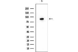 anti-ADAM Metallopeptidase Domain 32 (ADAM32) (C-Term) antibody