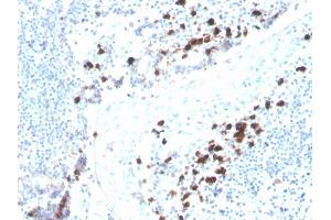 Formalin-fixed, paraffin-embedded human tonsil stained with IgA Recombinant Mouse Monoclonal Antibody (rHISA43). (Recombinant IGHA1 & IGHA2 anticorps)