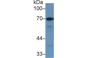 Western Blot; Sample: Porcine Stomach lysate; Primary Ab: 1µg/ml Rabbit Anti-Human RPN1 Antibody Second Ab: 0.