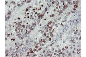 Image no. 10 for anti-Transcription Factor MafB (MAFB) (AA 32-320) antibody (ABIN1491411) (MAFB anticorps  (AA 32-320))