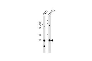 All lanes : Anti-TPI1 Antibody (N-term) at 1:1000 dilution Lane 1: A431 whole cell lysate Lane 2: HepG2 whole cell lysate Lysates/proteins at 20 μg per lane.