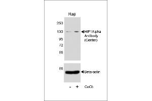 Western blot analysis of lysates from Raji cell line, untreated or treated with CoCl2(0. (HIF1A anticorps  (AA 519-547))