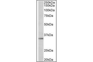 Staining of A549 lysate (35µg protein in RIPA buffer) using Spondin-2 antibody at 1 µg/ml. (SPON2 anticorps  (Internal Region))