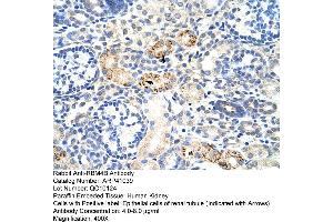 Rabbit Anti-RBM4B Antibody  Paraffin Embedded Tissue: Human Kidney Cellular Data: Epithelial cells of renal tubule Antibody Concentration: 4. (RBM4B anticorps  (C-Term))