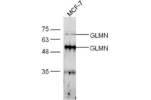 MCF-7 lysates probed with Anti-FK506 binding protein associated protein Polyclonal Antibody, Unconjugated  at 1:5000 90min in 37˚C. (GLMN anticorps  (AA 151-250))