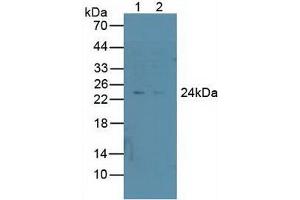 Figure. (PSMD10 anticorps  (AA 1-226))