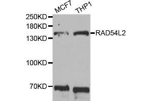 Western blot analysis of extracts of various cell lines, using RAD54L2 antibody (ABIN5973621) at 1/1000 dilution. (ARIP4 anticorps)