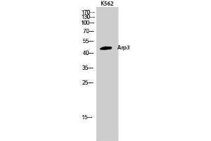 Western Blotting (WB) image for anti-Angiopoietin-Like 6 (ANGPTL6) (C-Term) antibody (ABIN3173887) (ANGPTL6 anticorps  (C-Term))