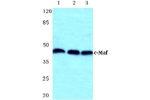Western blot (WB) analysis of c-Maf antibody at 1/500 dilution (MAF anticorps)