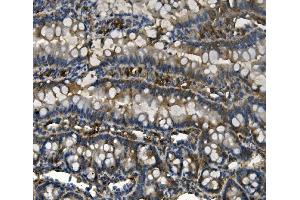 IHC analysis of RENT1/hUPF1 using anti-RENT1/hUPF1 antibody (ABIN7602979).