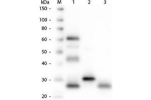 Western Blot of Anti-Chicken IgG (H&L) (GOAT) Antibody . (Chèvre anti-Poulet IgG (Heavy & Light Chain) Anticorps (Alkaline Phosphatase (AP)) - Preadsorbed)