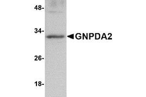 Western Blotting (WB) image for anti-Glucosamine-6-Phosphate Deaminase 2 (GNPDA2) (C-Term) antibody (ABIN1030416) (GNPDA2 anticorps  (C-Term))