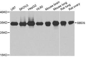 Western blot analysis of extracts of various cell lines, using SBDS antibody. (SBDS anticorps  (AA 1-250))