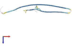AlphaFold protein structure predicition of Mouse Recombinant Ccdc65 Protein, UniprotID Q8VHI7