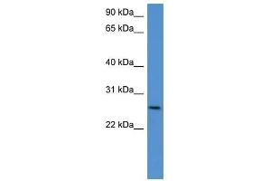 Chodl antibody used at 0. (CHODL anticorps  (C-Term))