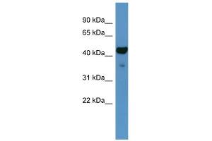WB Suggested Anti-Fa2h Antibody Titration:  0. (FA2H anticorps  (C-Term))