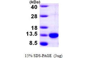 SDS-PAGE (SDS) image for Pterin-4 alpha-Carbinolamine Dehydratase/dimerization Cofactor of Hepatocyte Nuclear Factor 1 alpha (PCBD1) (AA 1-104) protein (His tag) (ABIN667202)