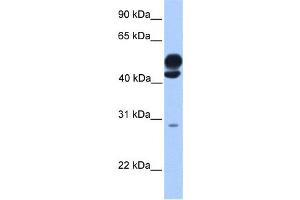 Western Blotting (WB) image for anti-Kinesin Light Chain 3 (KLC3) antibody (ABIN2459662) (KLC3 anticorps)