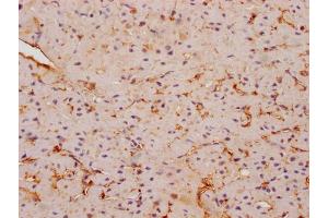 IHC image of ABIN7152895 diluted at 1:200 and staining in paraffin-embedded human skeletal muscle tissue performed on a Leica BondTM system. (FNDC5 anticorps  (AA 113-127))
