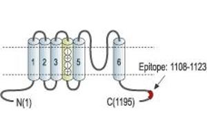 Representative domain view of the target of ABIN7043550.