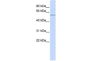 WB Suggested Anti-ACVR1C Antibody Titration: 0. (ACVR1C/ALK7 anticorps  (N-Term))