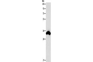Western Blotting (WB) image for anti-Cell Division Cycle Associated 8 (CDCA8) antibody (ABIN2422727) (CDCA8 anticorps)