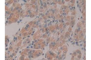 Detection of NID in Human Stomach Tissue using Polyclonal Antibody to Nidogen (NID) (Nidogen anticorps  (AA 971-1219))