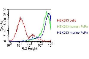 . HEK293 cells were transfected with an expression vector encoding either human FcRn (green curve) or murine FcRn (blue curve). Untransfected HEK293 cells were used as a negative control (red curve). Binding of DVN24 was detected with a PE conjugated secondary antibody. A positive signal was obtained with human and with murine FcRn transfected cells. * DVN24 generally shows weaker reactivity towards mouse than human FcRn (Derry C. Roopenian, unpublished data) (FcRn anticorps)